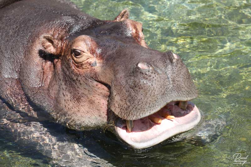 ZooParc de Beauval