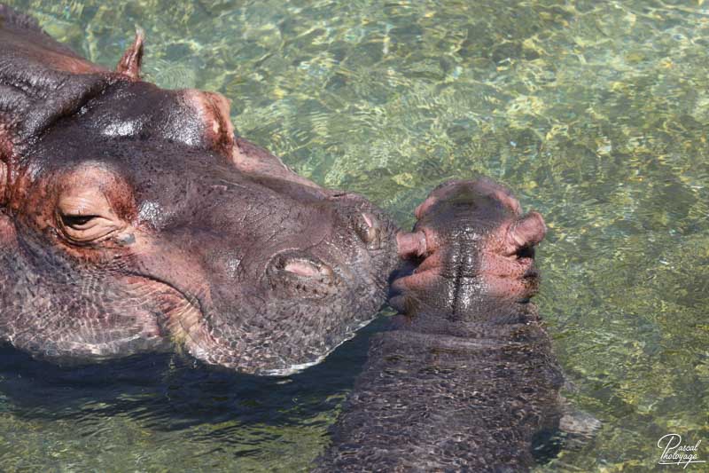 ZooParc de Beauval