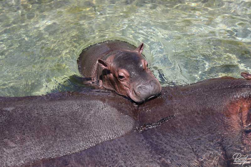 ZooParc de Beauval