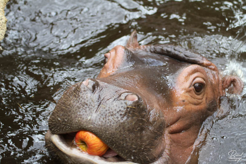 Zoo d'Amnéville