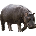 Les hippopotamides