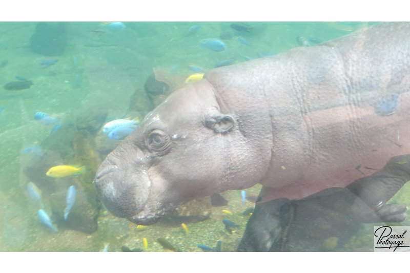 ZooParc de Beauval