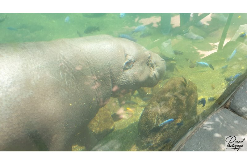 ZooParc de Beauval