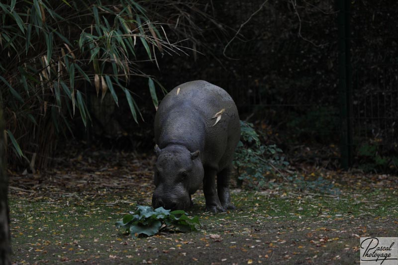 BioParc de Doué La Fontaine