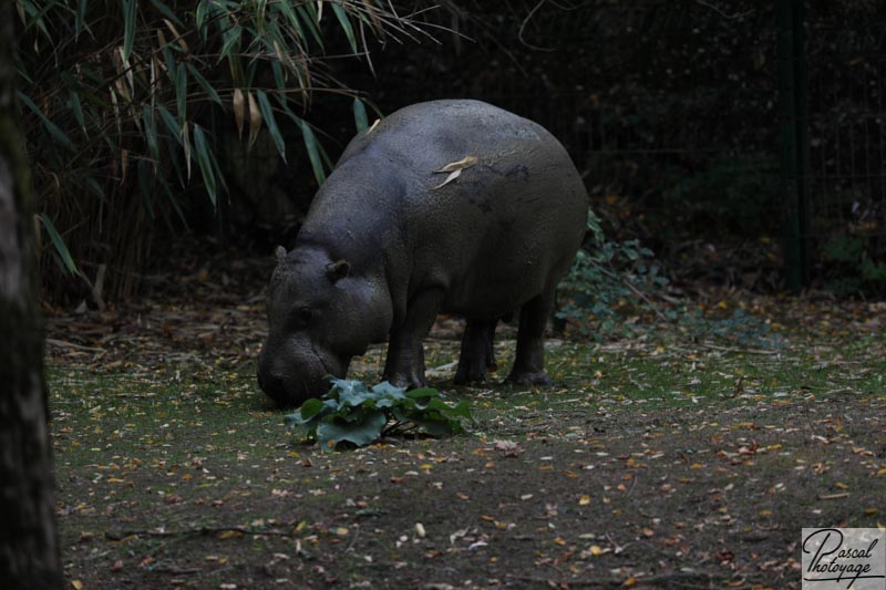 BioParc de Doué La Fontaine