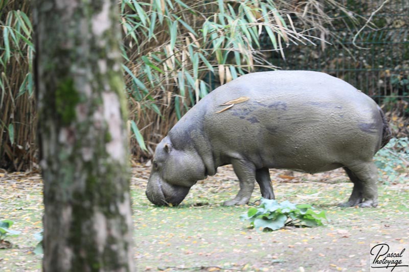 BioParc de Doué La Fontaine