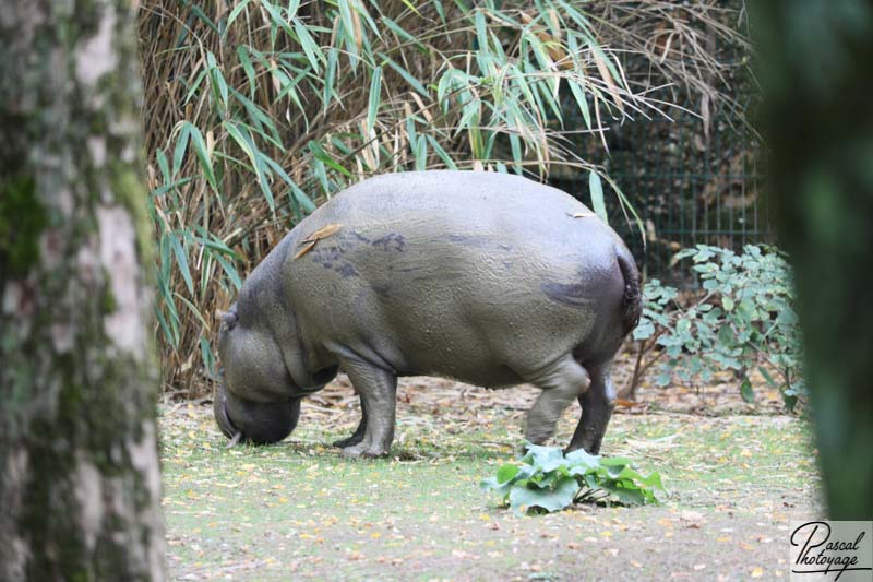 BioParc de Doué La Fontaine