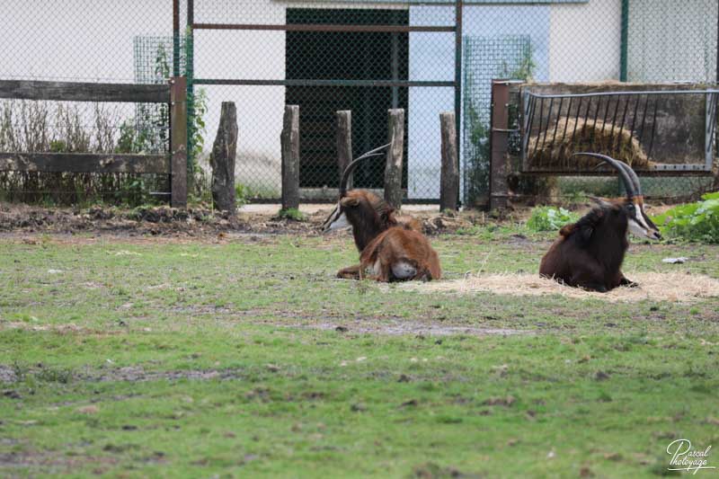 Zoo du bassin d'Arcachon