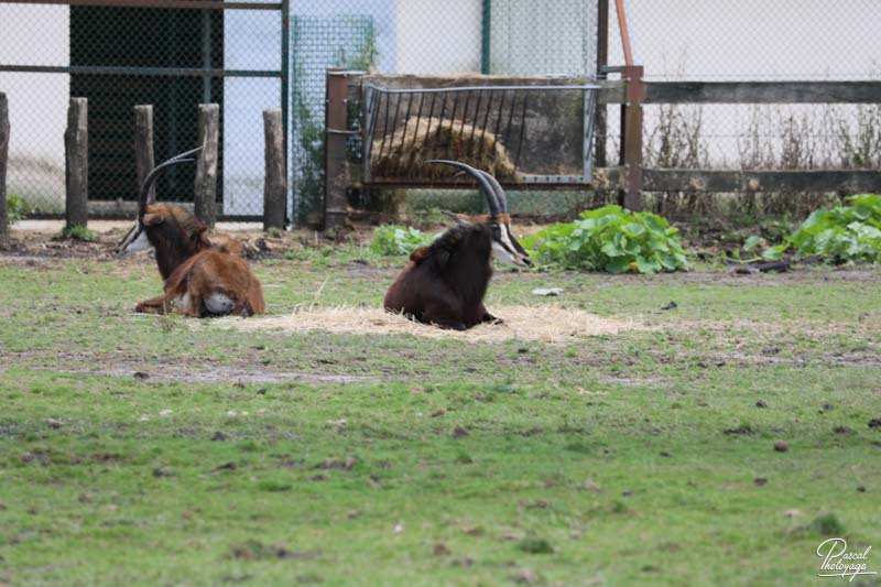 Zoo du bassin d'Arcachon