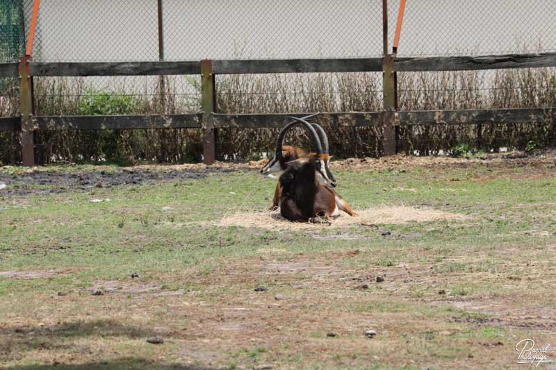 Zoo du bassin d'Arcachon