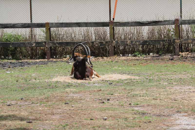 Zoo du bassin d'Arcachon