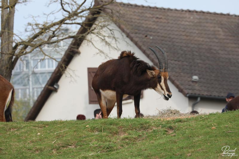 ZooParc de Beauval