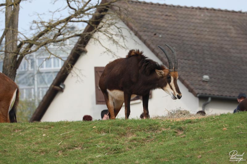 ZooParc de Beauval