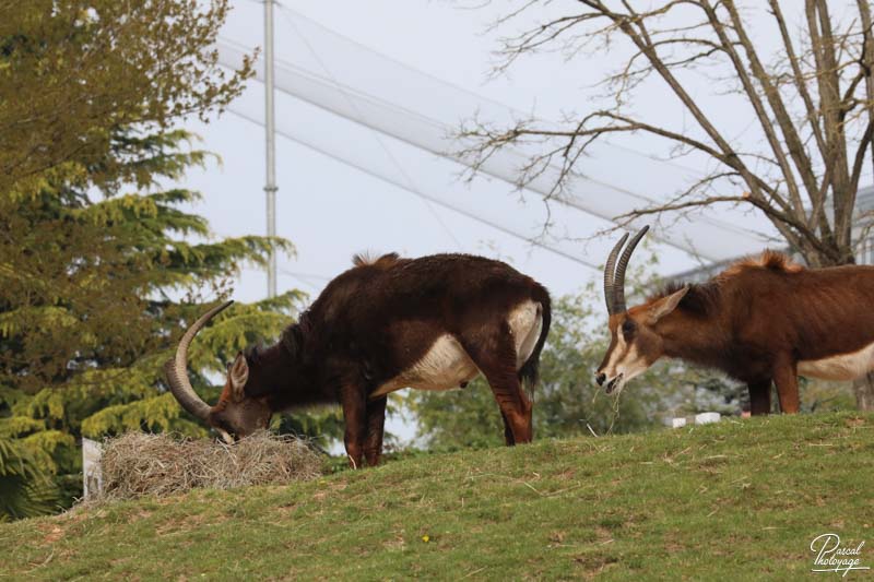 ZooParc de Beauval