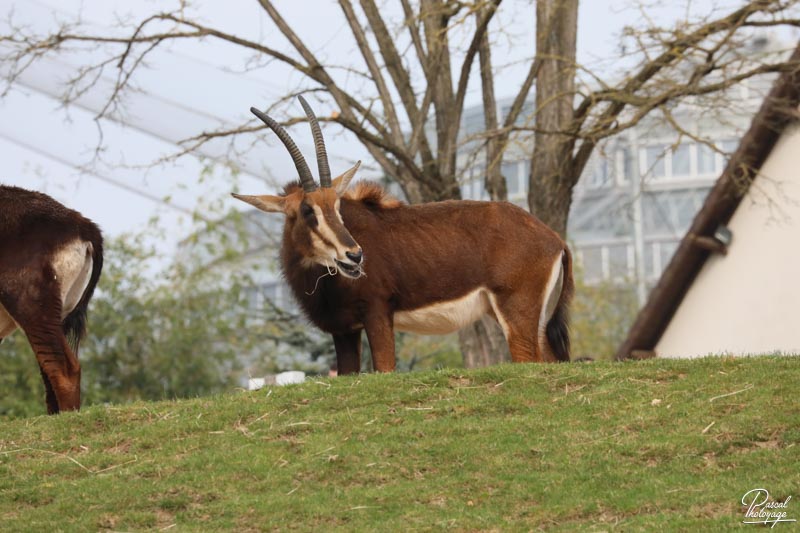 ZooParc de Beauval