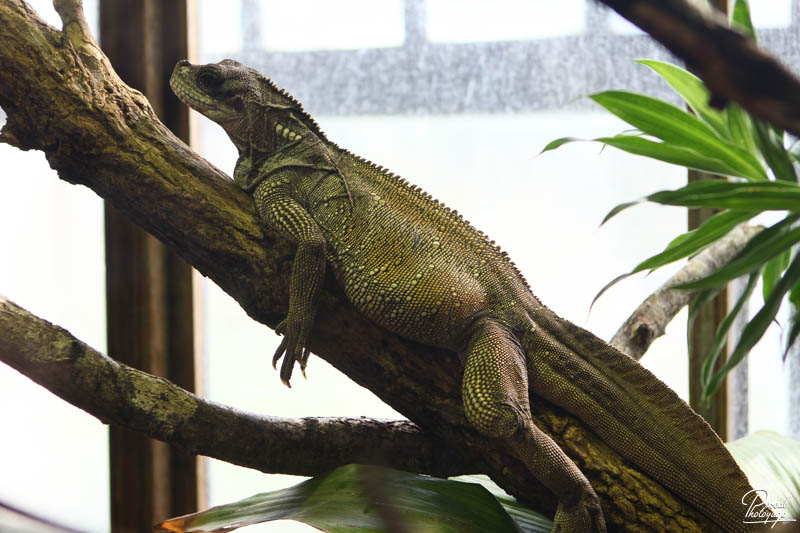 Ménagerie du jardin des plantes