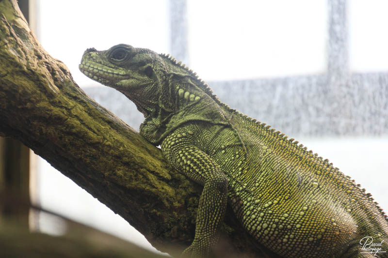 Ménagerie du jardin des plantes