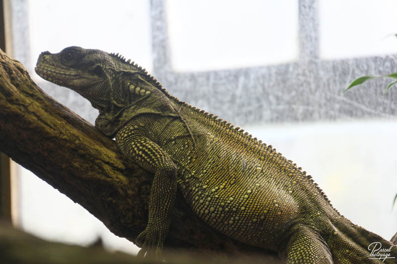 Ménagerie du jardin des plantes