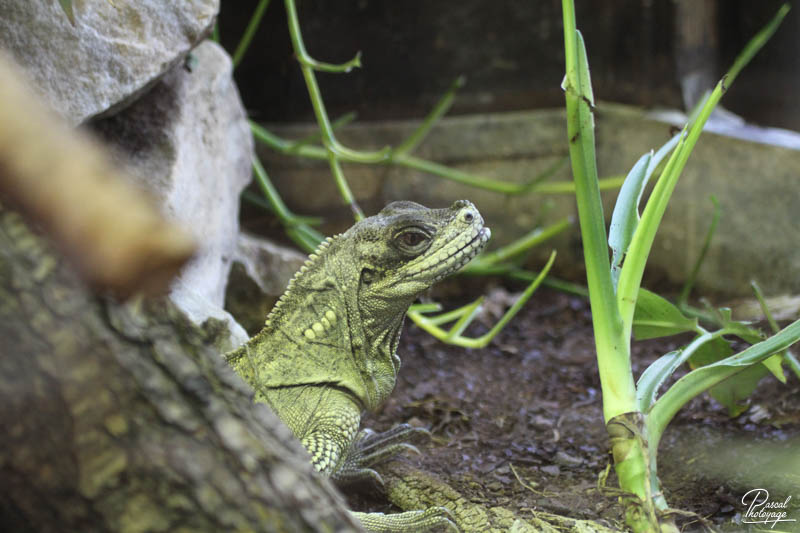 Ménagerie du jardin des plantes