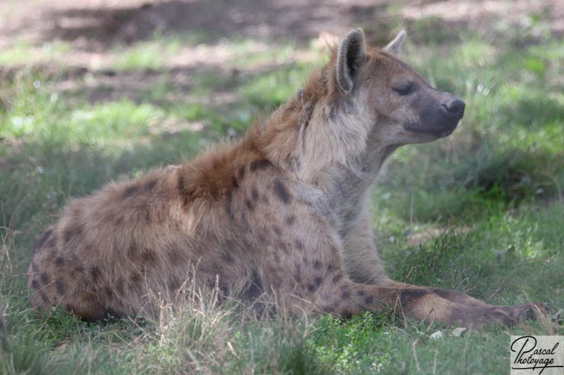 Hyène tachetée