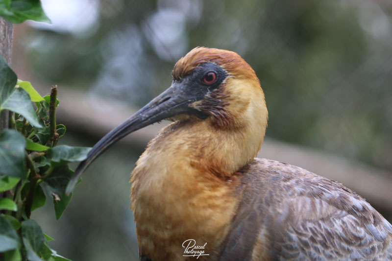 Ibis à face noire