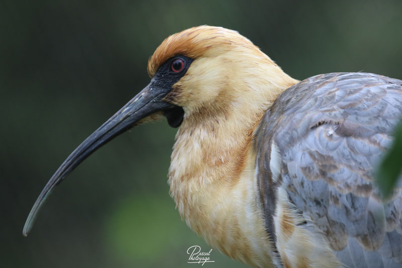 Zoo des Sables d'Olonne