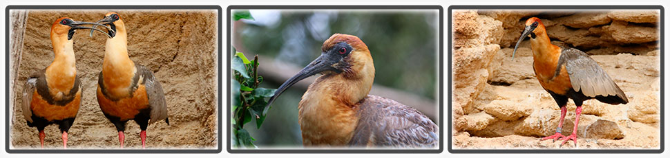 L'ibis à face noire