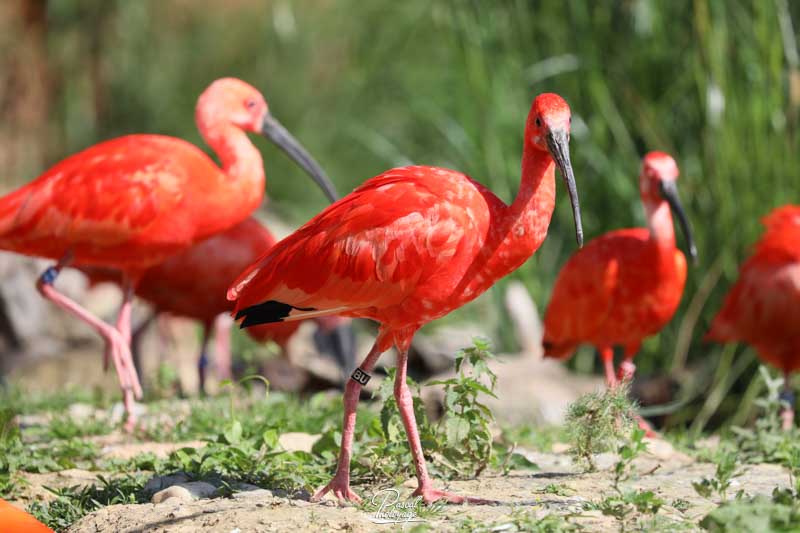 Ibis rouge