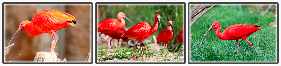 L'ibis rouge