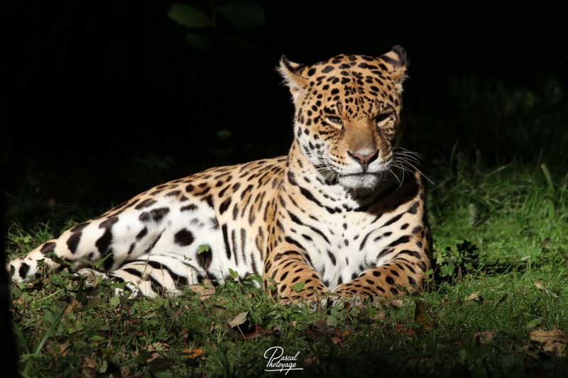 Jaguar