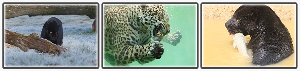 jaguar_accueil_fiche_animale_03_970x230px.jpg