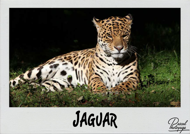 jaguar_polaroid_765x540px.jpg