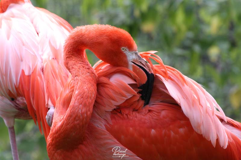 Flamant des Caraïbes