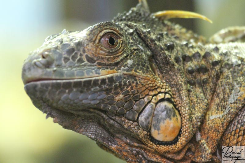 Ménagerie du jardin des plantes