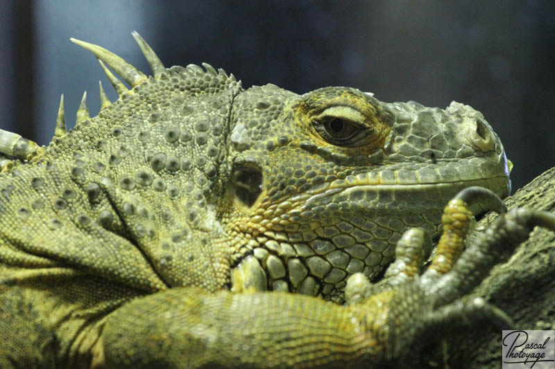 Ménagerie du jardin des plantes