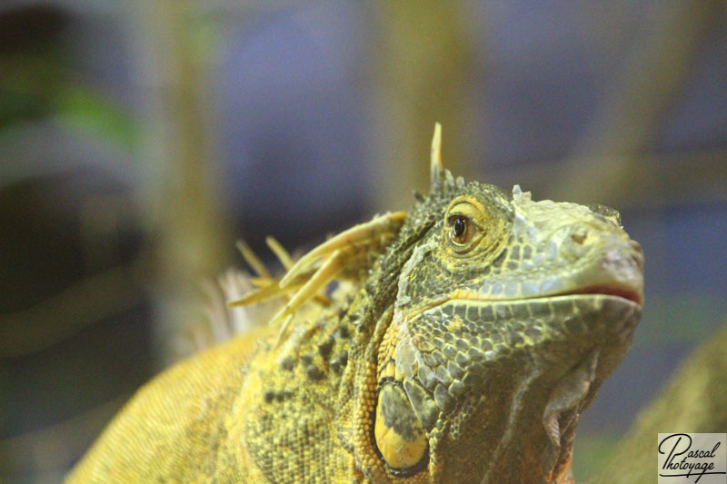 Ménagerie du jardin des plantes