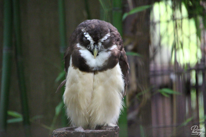 Ménagerie du jardin des plantes