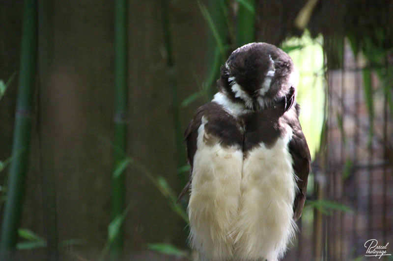 Ménagerie du jardin des plantes