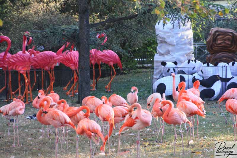 Ménagerie du jardin des plantes de Paris