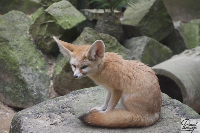 Zoo de Jurques