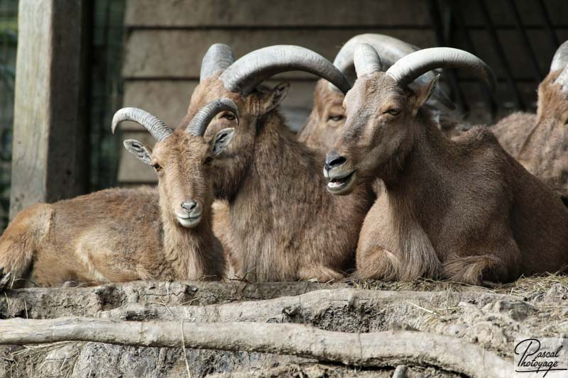 Zoo de Jurques