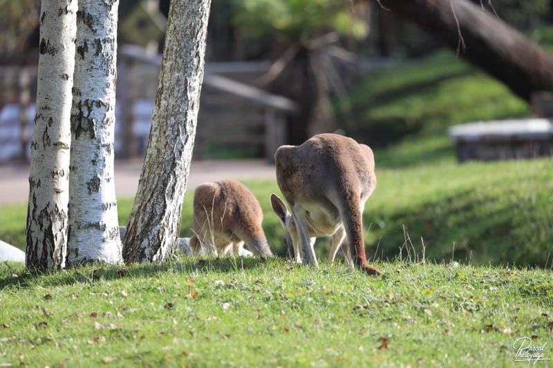 Pairi Daiza