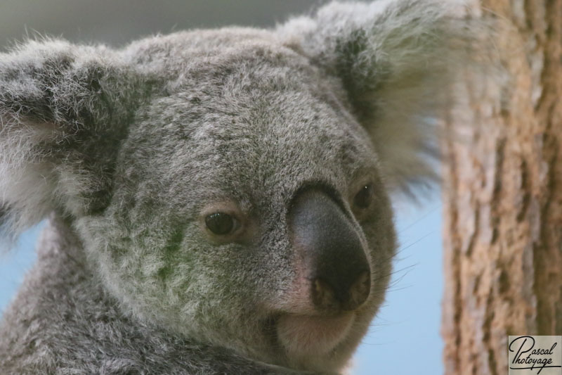 ZooParc de Beauval