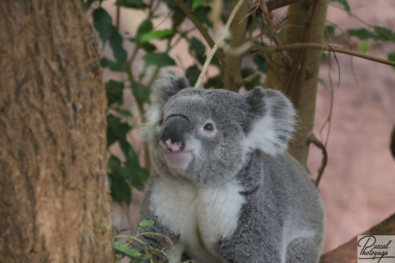 ZooParc de Beauval