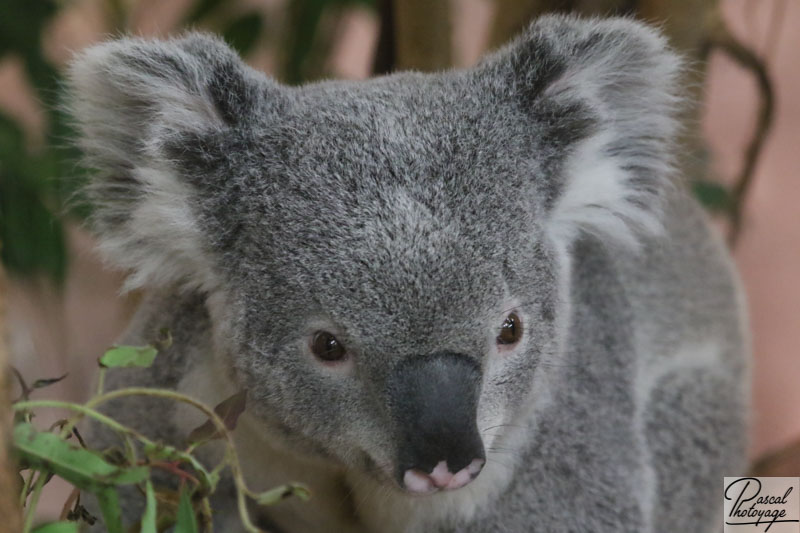 ZooParc de Beauval