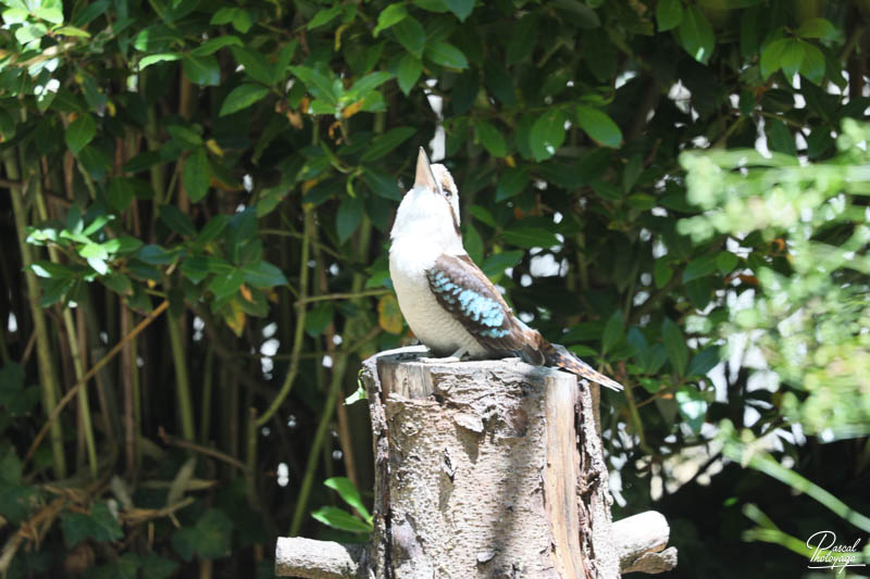 Zoo de Bordeaux-Pessac