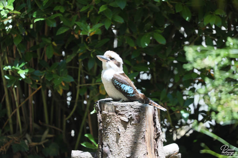 Zoo de Bordeaux-Pessac