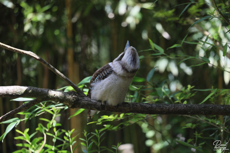 Zoo de Bordeaux-Pessac