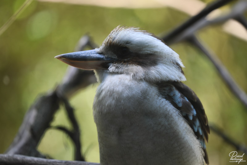 Zoo de Bordeaux-Pessac