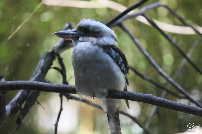 Zoo de Bordeaux-Pessac